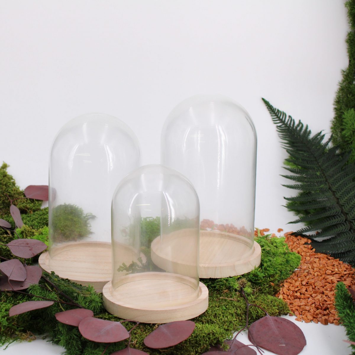 Cloche en verre support bois taille moyenne