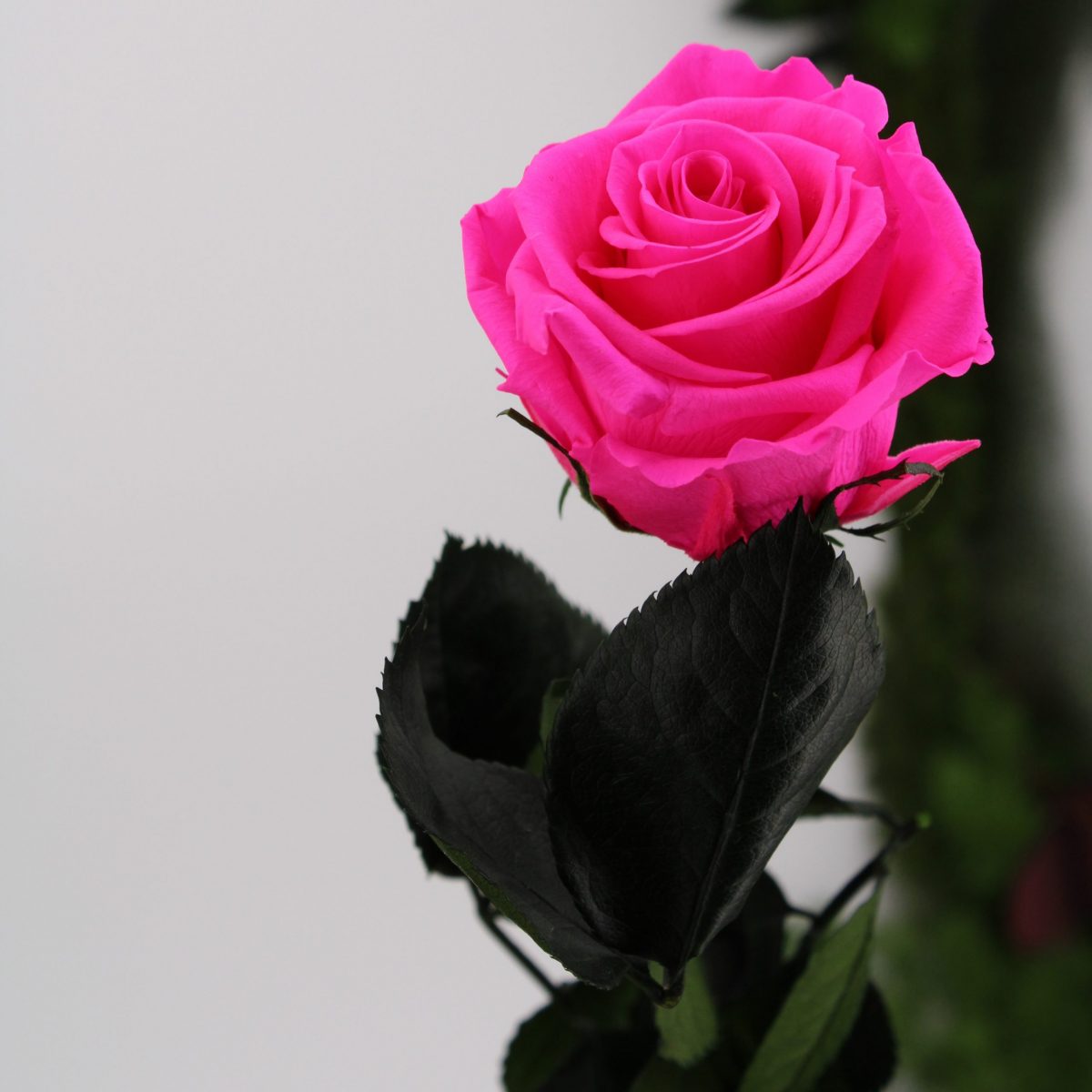 Rose stabilisée éternelle Bright Pink tige 50 cm