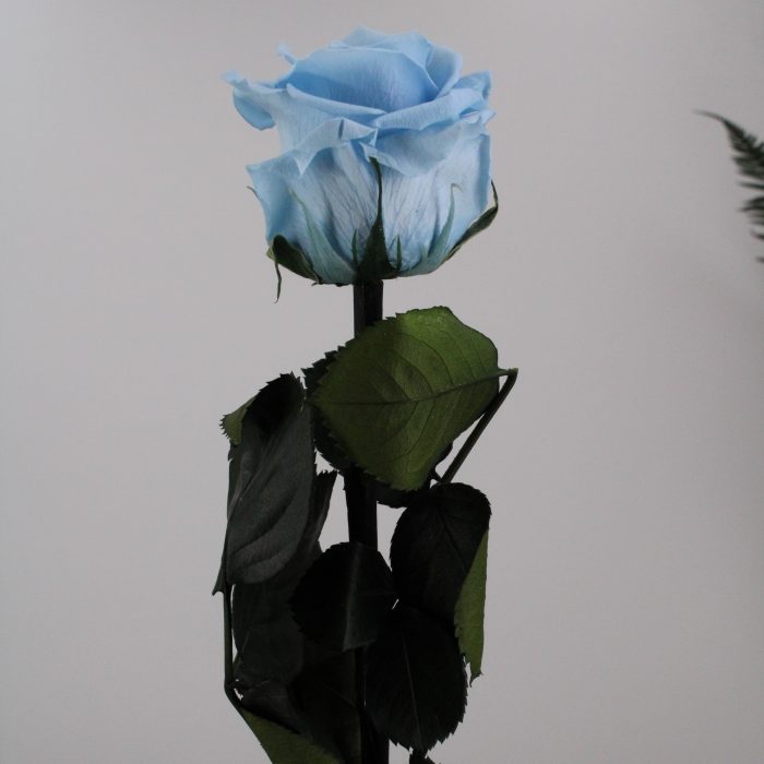 Rose stabilisée éternelle Bleu Ciel tige 50 cm