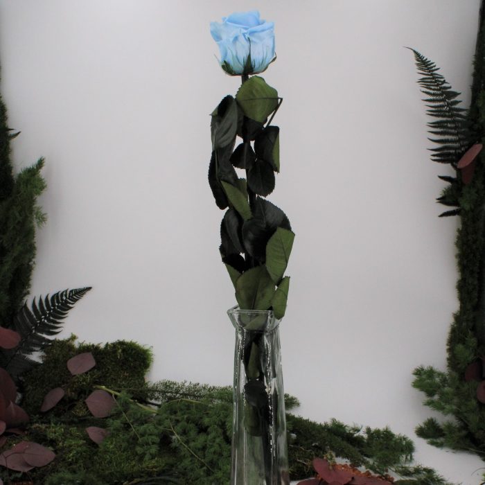 Rose stabilisée éternelle Bleu Ciel tige 50 cm – Image 2