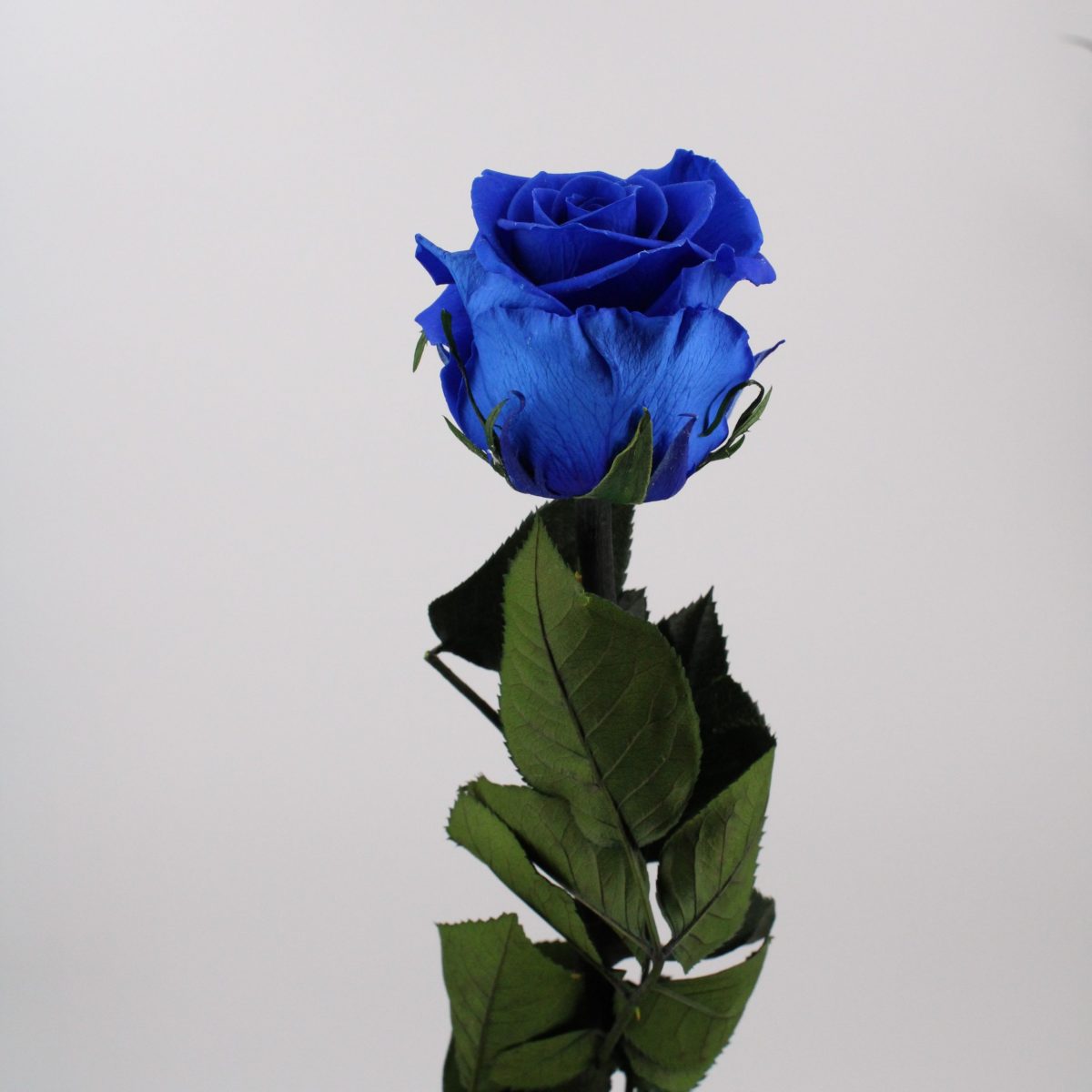 Rose stabilisée éternelle Bleu tige 50 cm