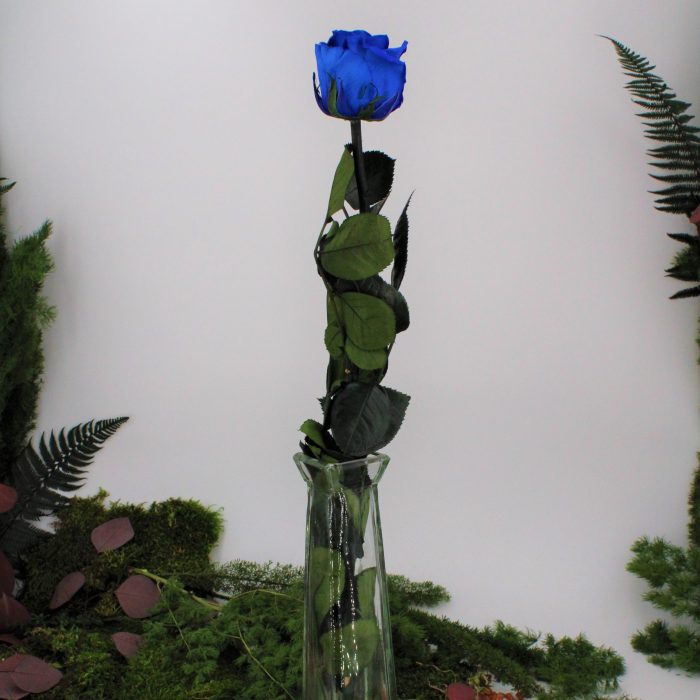 Rose stabilisée éternelle Bleu tige 50 cm – Image 2