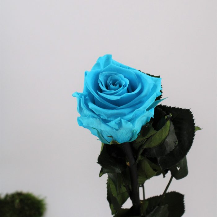 Rose stabilisée éternelle Bleu Turquoise tige 50 cm