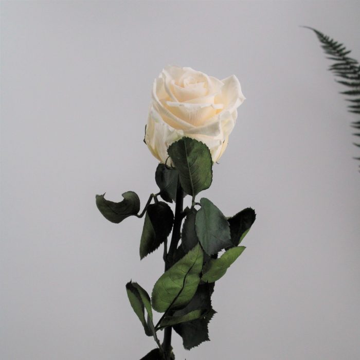 Rose stabilisée éternelle Champagne tige 50 cm