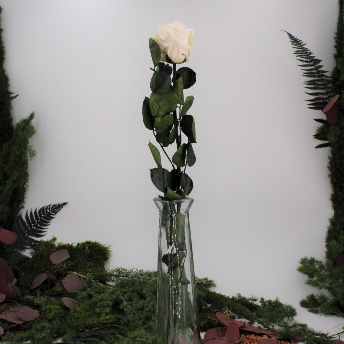 Rose stabilisée éternelle Champagne tige 50 cm – Image 2