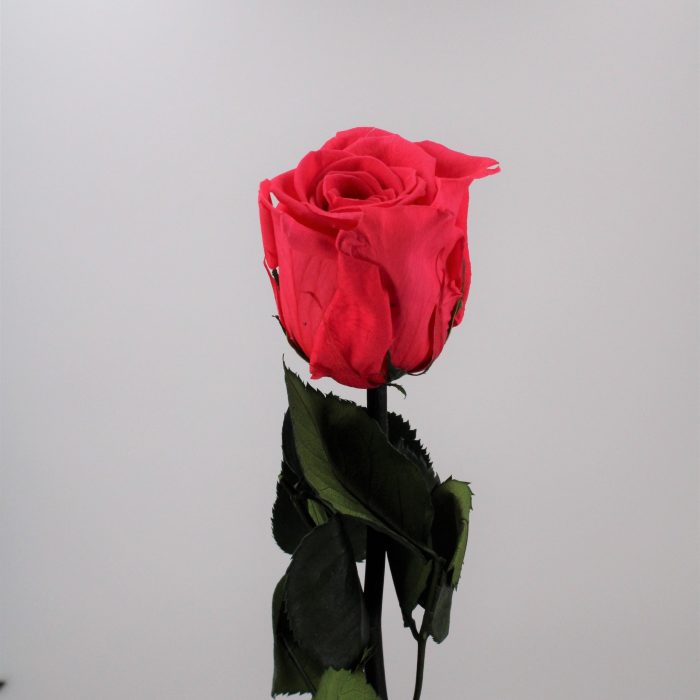 Rose stabilisée éternelle Fuchsia tige 50 cm