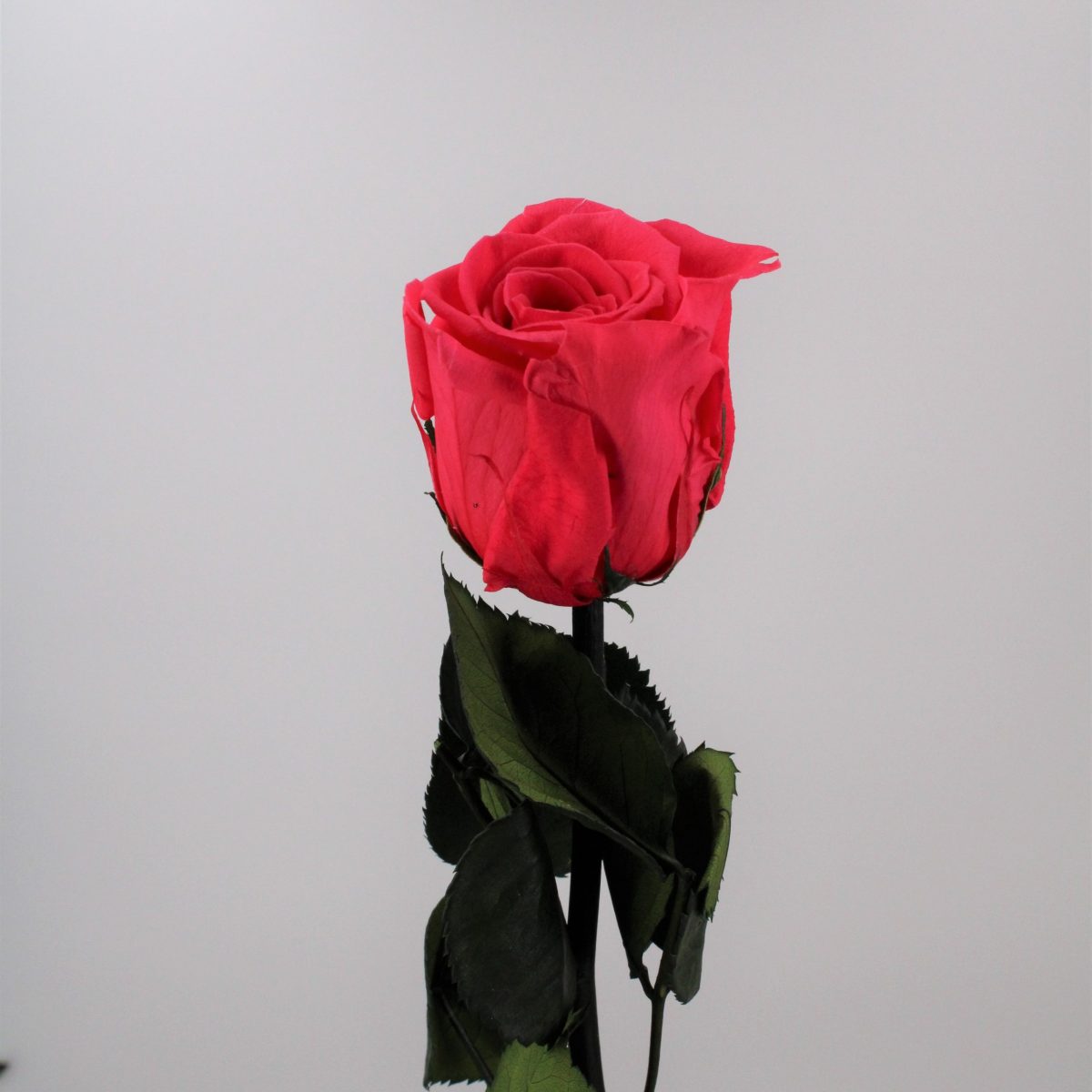 Rose stabilisée éternelle Fuchsia tige 50 cm