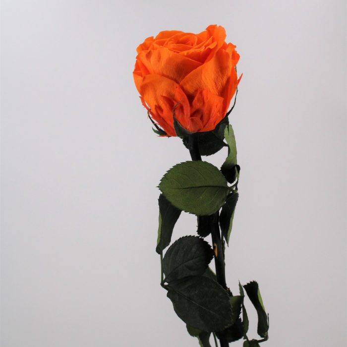 Rose stabilisée éternelle Orange tige 50 cm