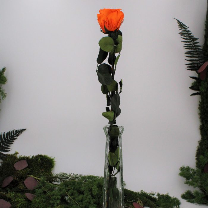 Rose stabilisée éternelle Orange tige 50 cm – Image 2