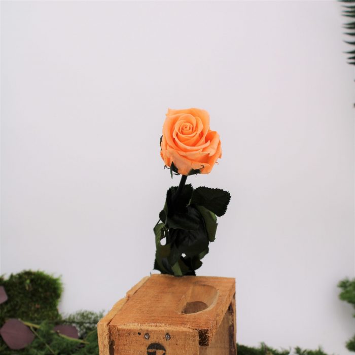 Rose stabilisée éternelle Pêche tige 50 cm