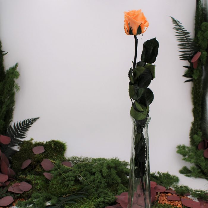 Rose stabilisée éternelle Pêche tige 50 cm – Image 2