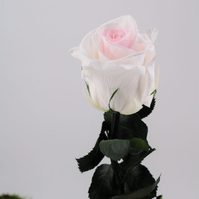 Rose stabilisée éternelle Rose de Jardin tige 50 cm