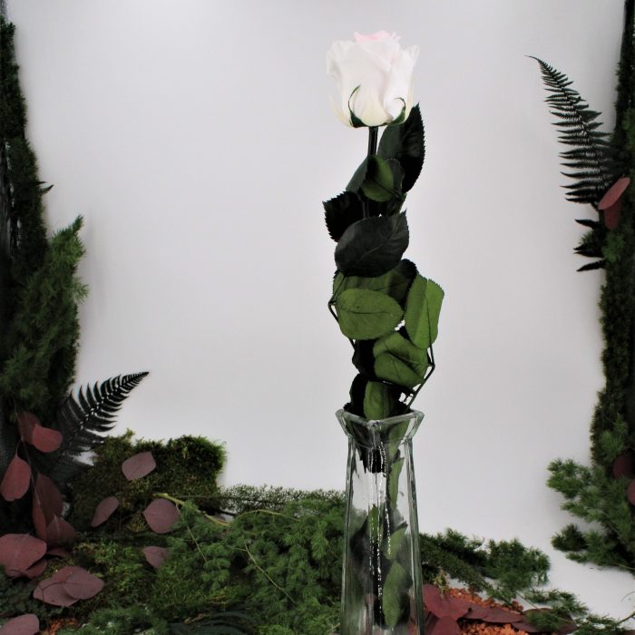 Rose stabilisée éternelle Rose de Jardin tige 50 cm – Image 2
