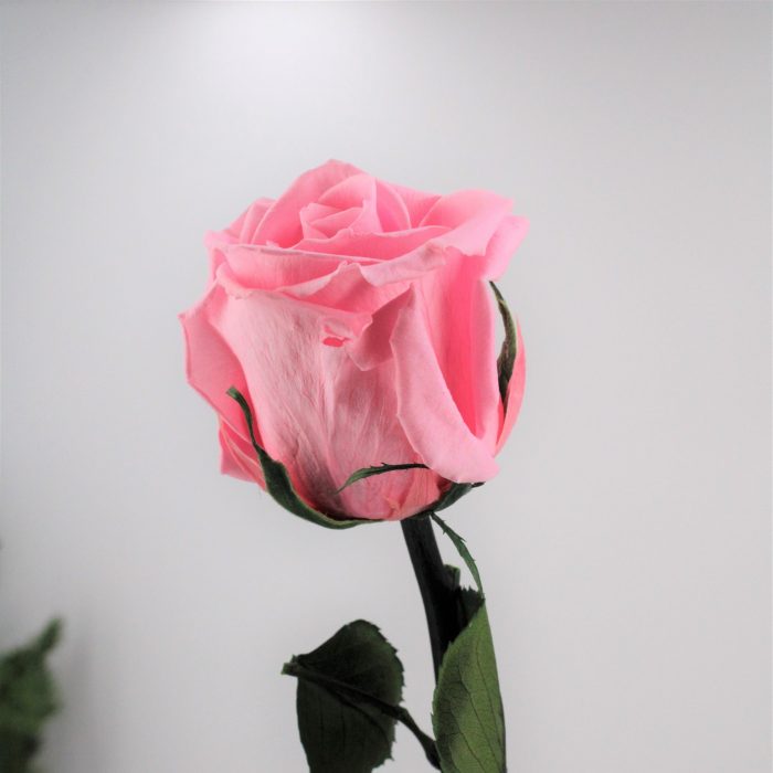 Rose stabilisée éternelle Rose Pâle 50 cm