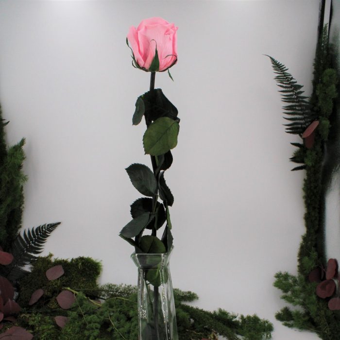 Rose stabilisée éternelle Rose Pâle 50 cm – Image 2