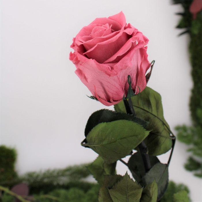 Rose stabilisée éternelle Rose Tendre 50 cm