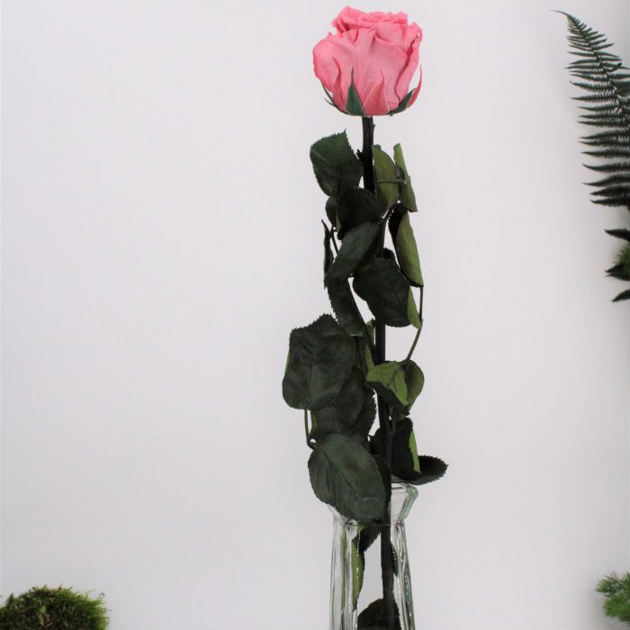 Rose stabilisée éternelle Rose Tendre 50 cm – Image 2