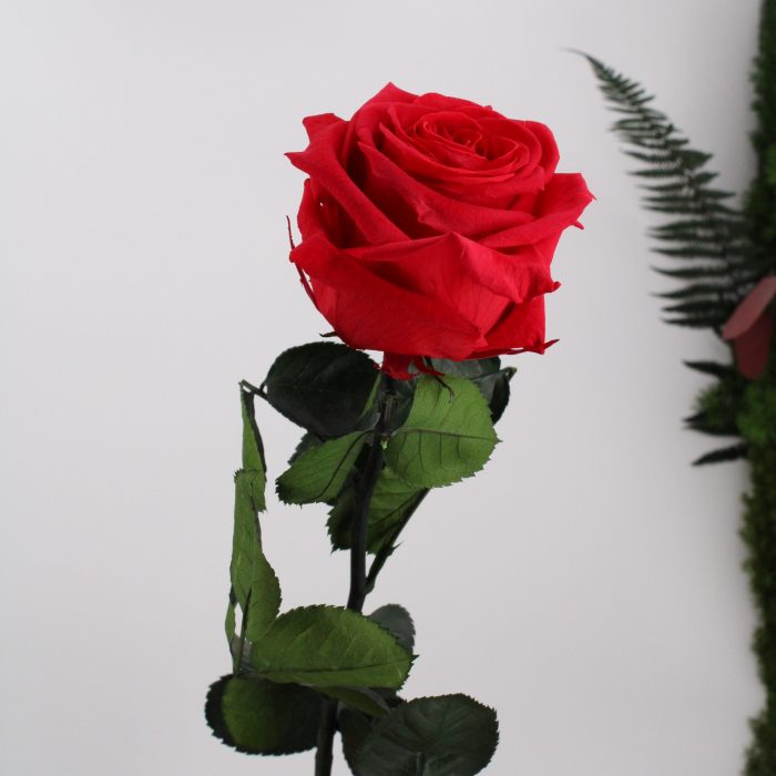 Rose stabilisée éternelle Rose Rouge gros bouton 50 cm