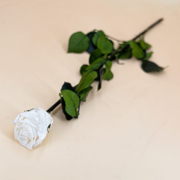 Rose stabilisée éternelle blanche tige 50 cm – Image 3