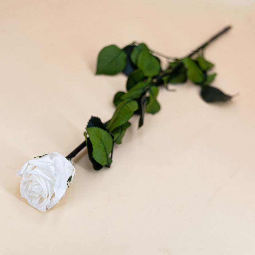 Rose stabilisée éternelle blanche tige 50 cm | NATUREBULLE