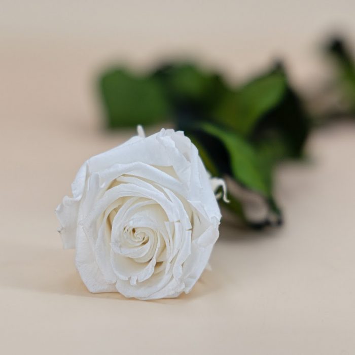 Rose stabilisée éternelle blanche tige 50 cm – Image 2