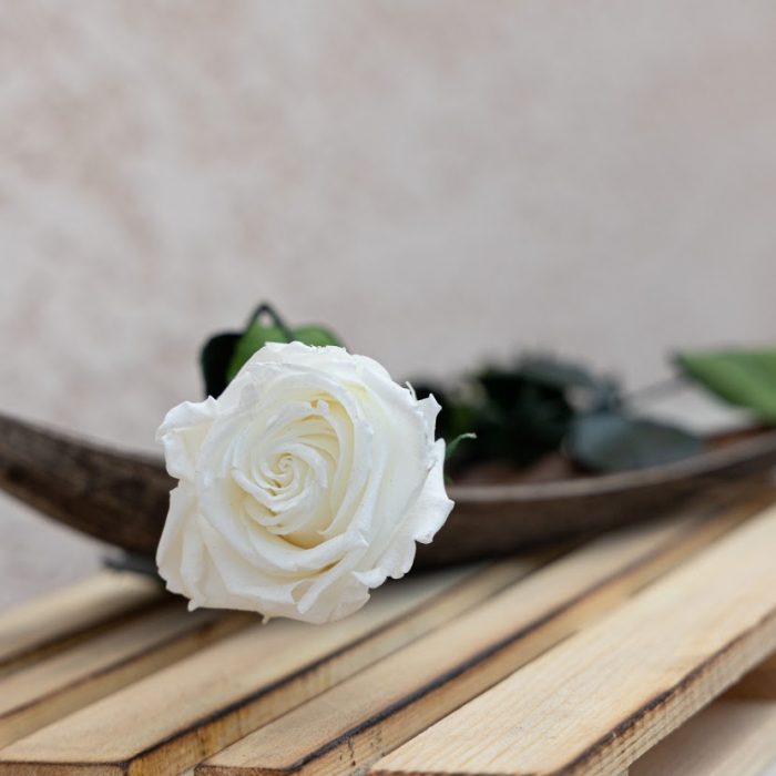 Rose stabilisée éternelle blanche tige 50 cm