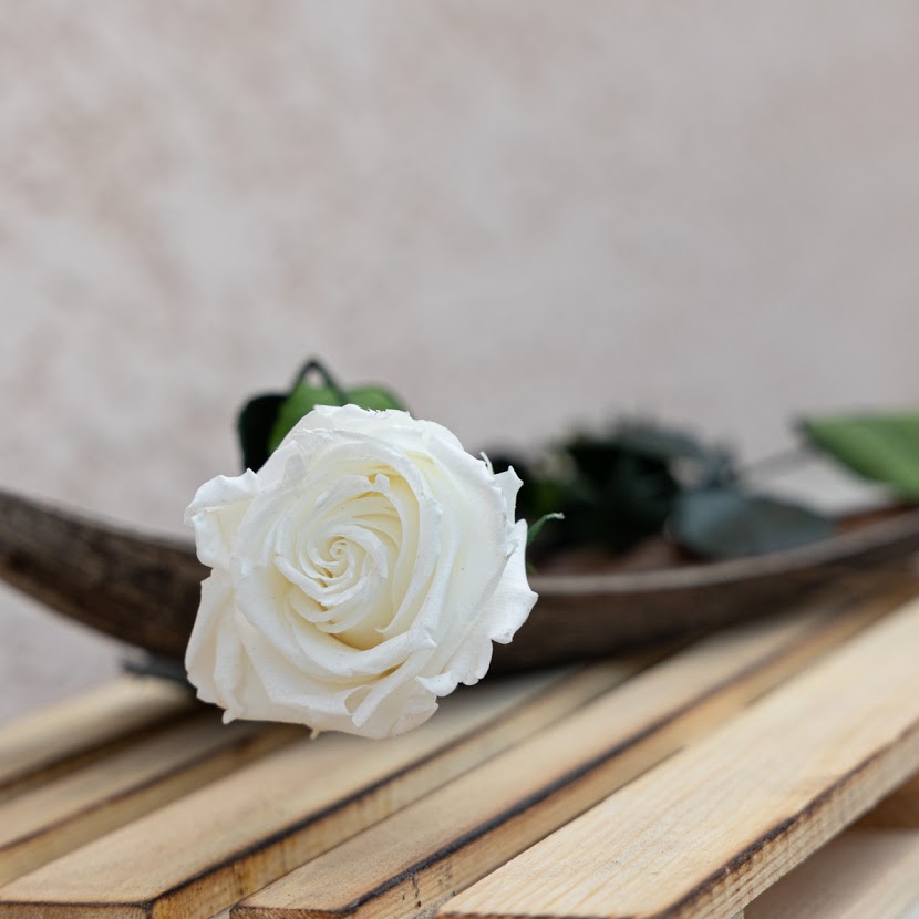 Rose stabilisée éternelle blanche tige 50 cm | NATUREBULLE