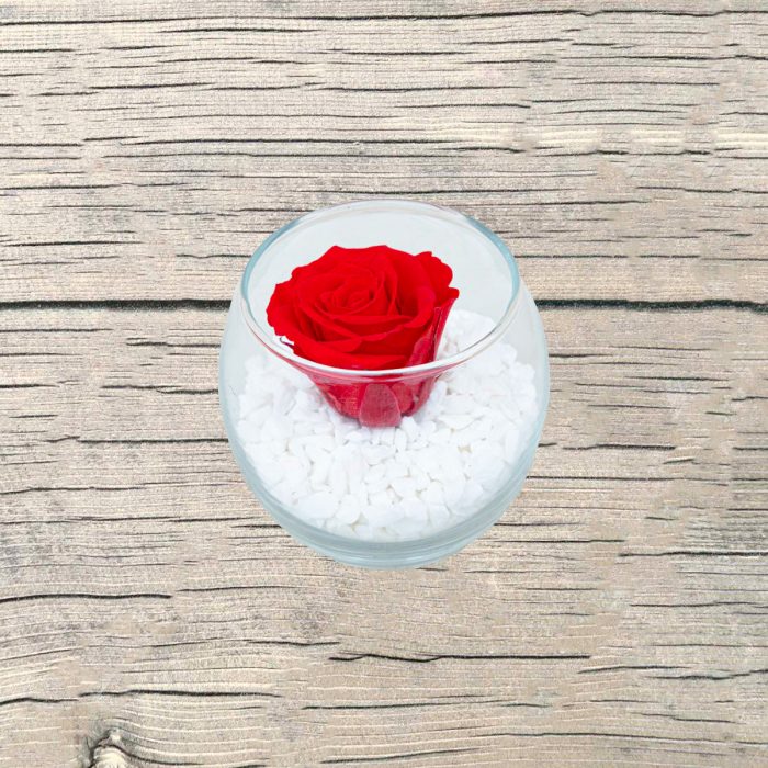 Bouton de rose éternelle Rouge gravier blanc.