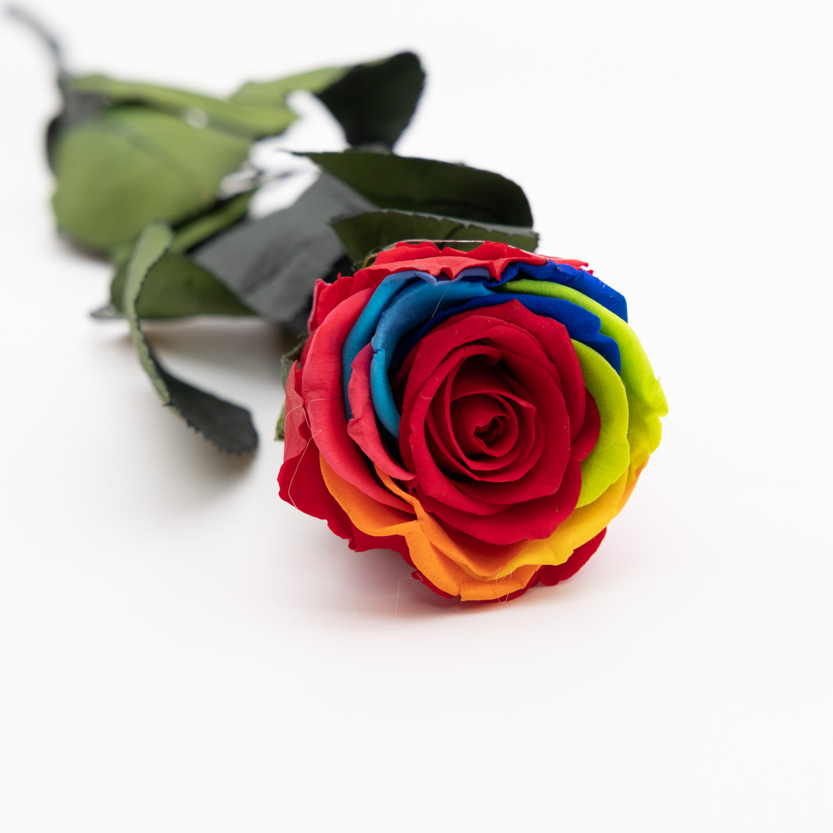 Rose stabilisée éternelle Rainbow tige 50 cm