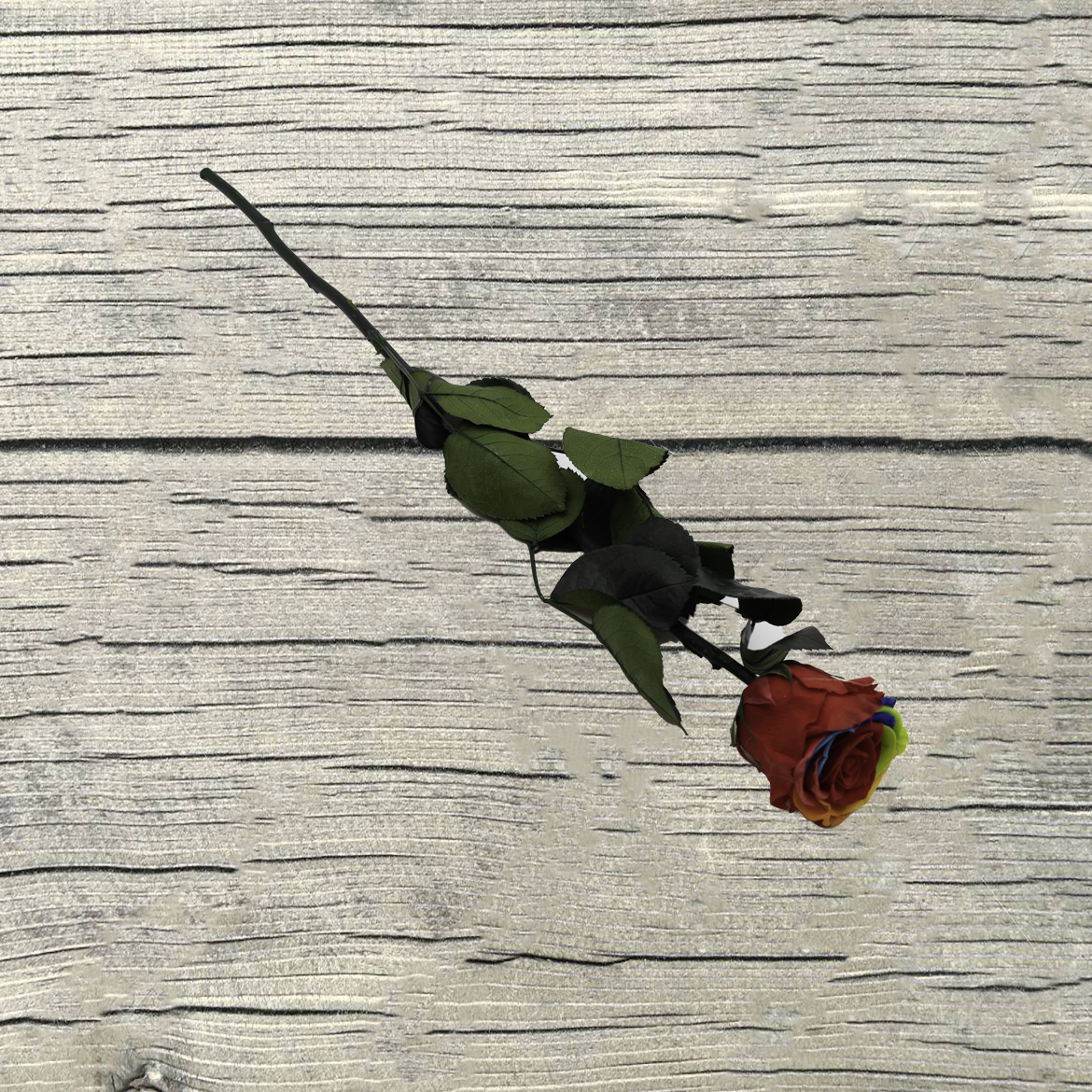 Rose stabilisée éternelle Rainbow tige 50 cm – Image 2