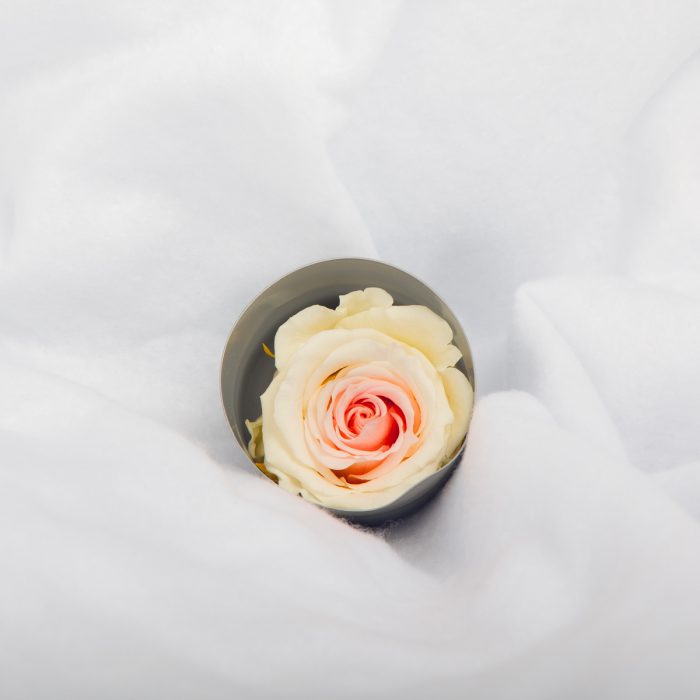 #rose éternelle# bouton blanc cœur rose