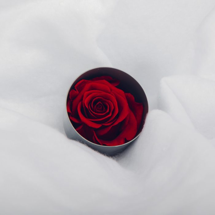 #rose éternelle# bouton cherry
