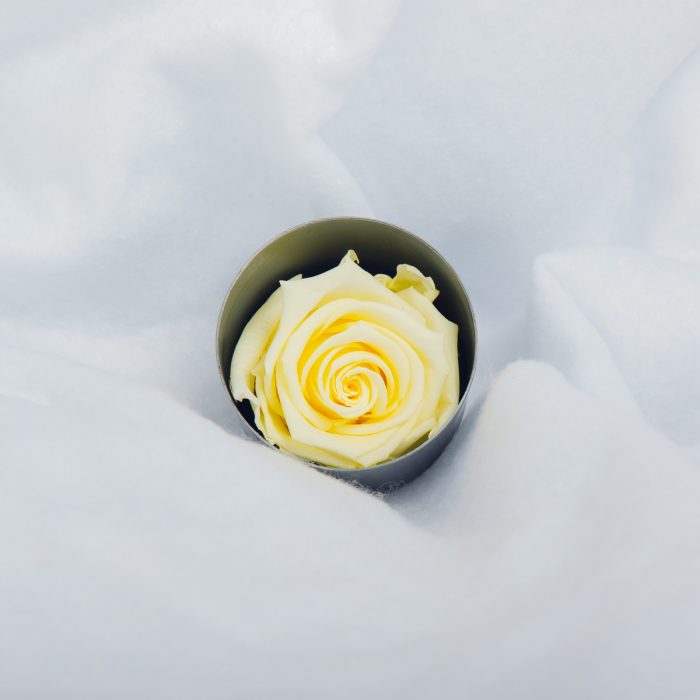 #rose éternelle# bouton crème