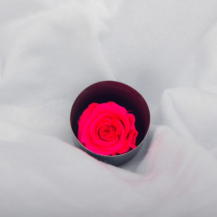#rose éternelle# bouton fuchsia