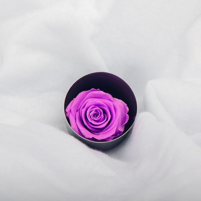 #rose éternelle# bouton glycine