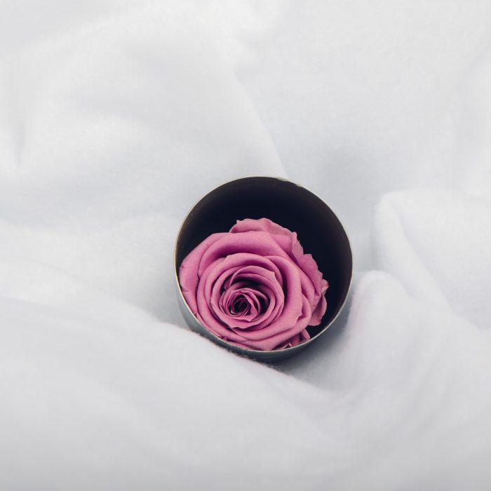 #rose éternelle# bouton lilas