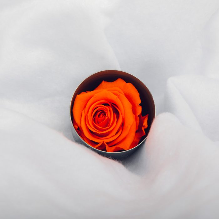#rose éternelle# bouton orange