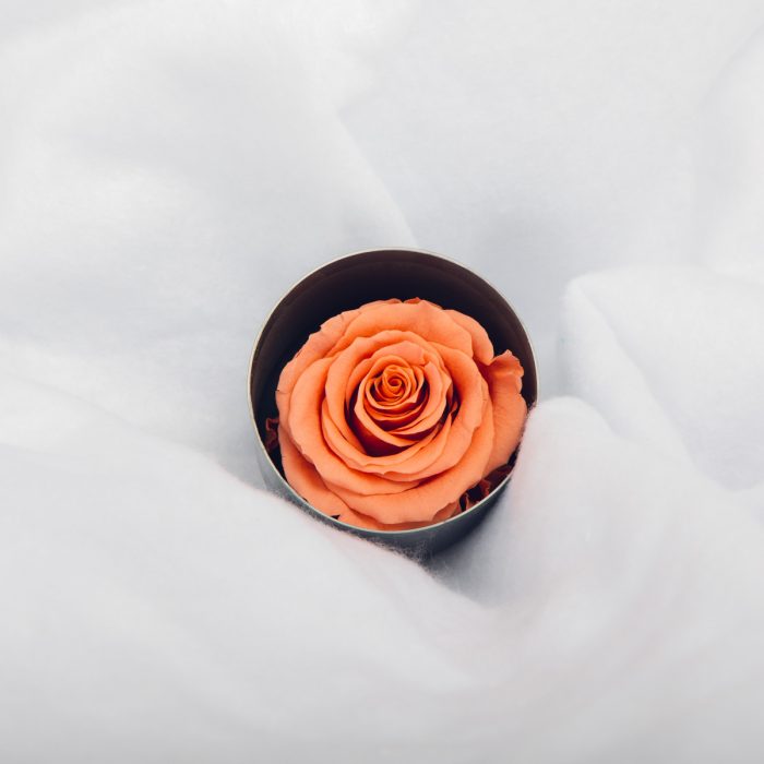 #rose éternelle# bouton pèche