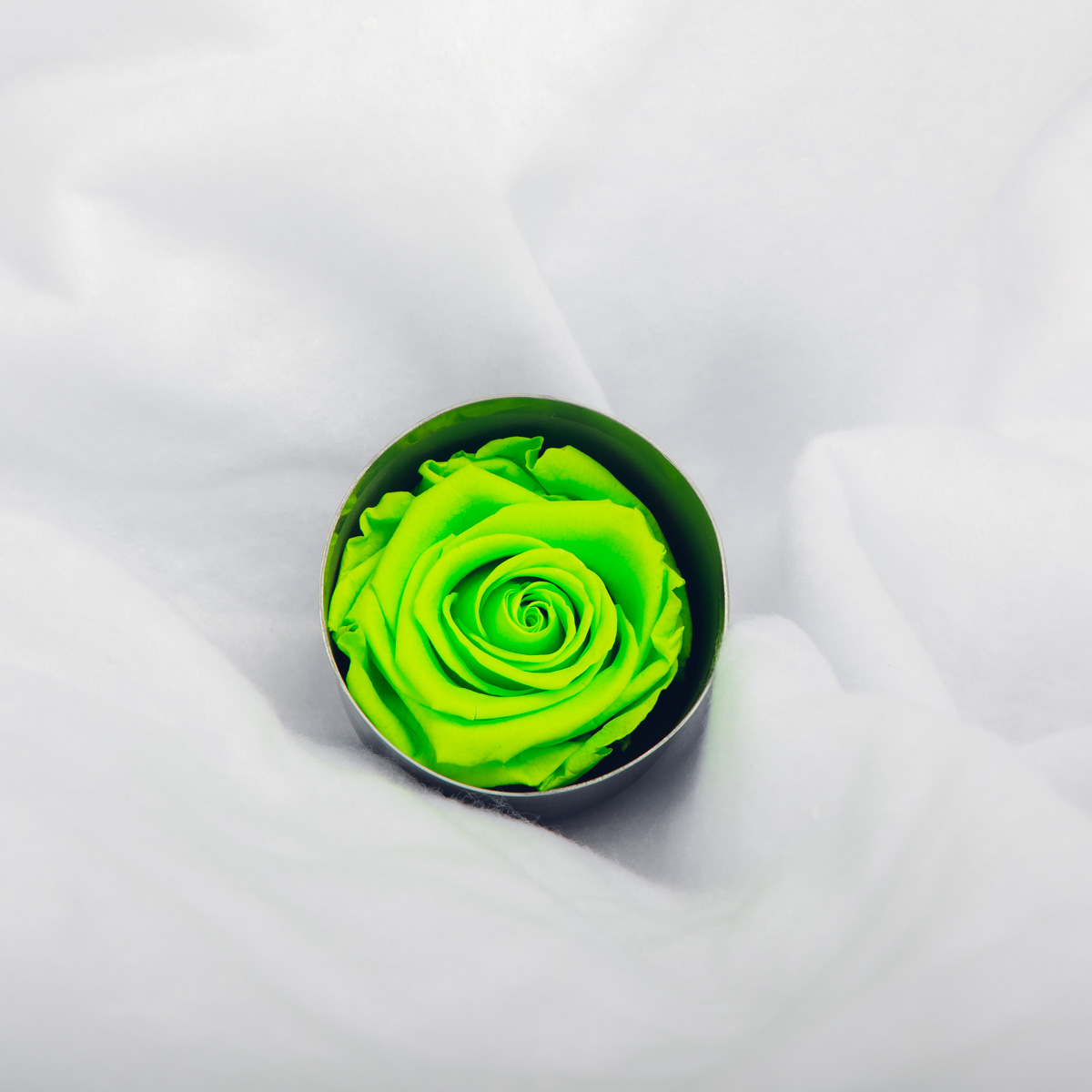 #rose éternelle# bouton vert fluo