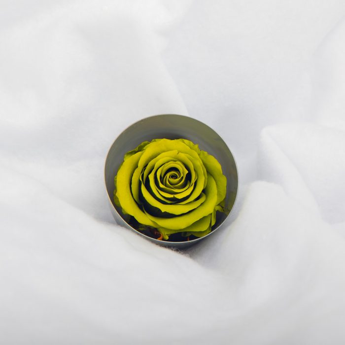 #rose éternelle# bouton vert pistache