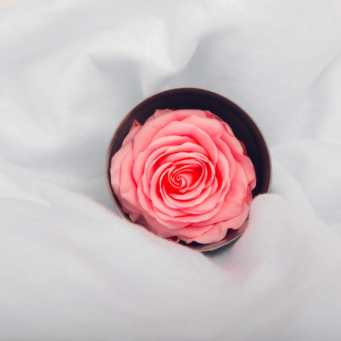 #rose éternelle# bouton XL rose