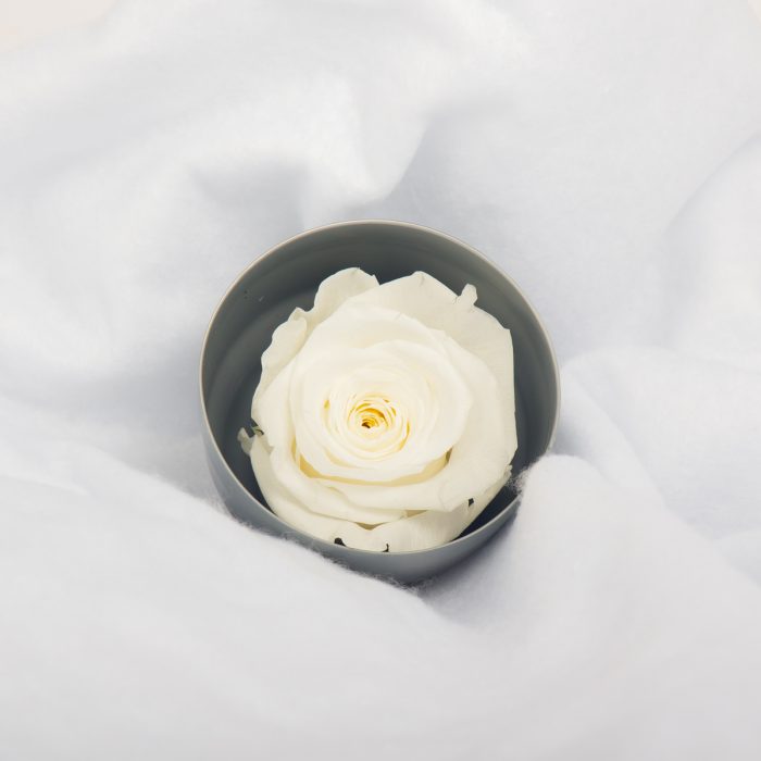 #rose éternelle# bouton XL blanc