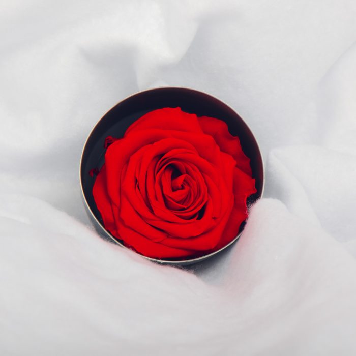 #rose éternelle# bouton XL rouge
