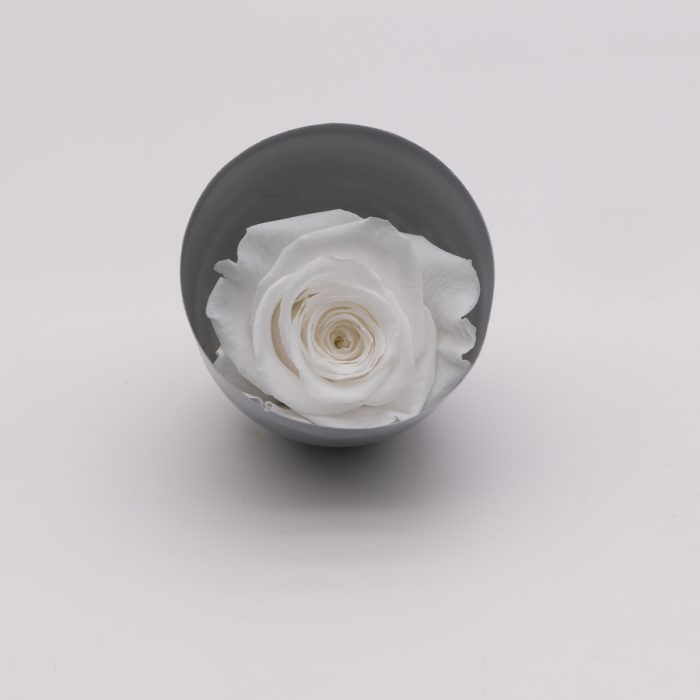 #rose éternelle# bouton blanc – Image 2