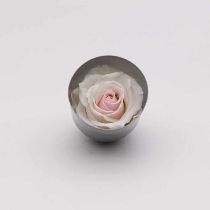 #rose éternelle# bouton blanc cœur rose – Image 2