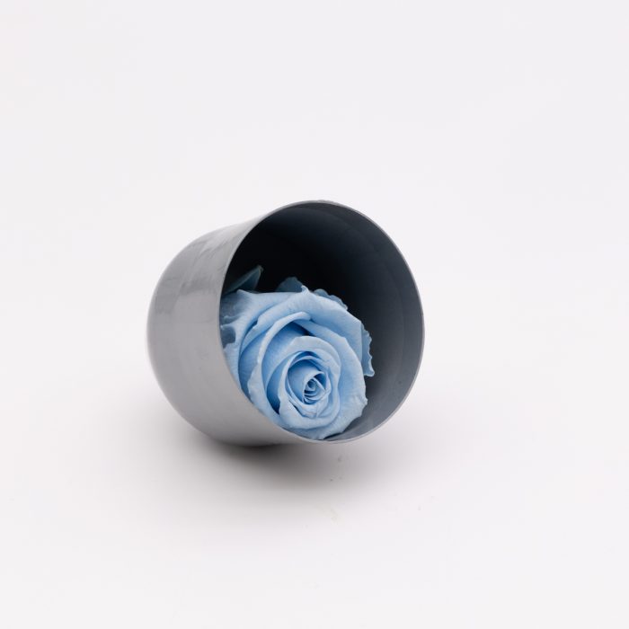 #rose éternelle# bouton bleu ciel – Image 2