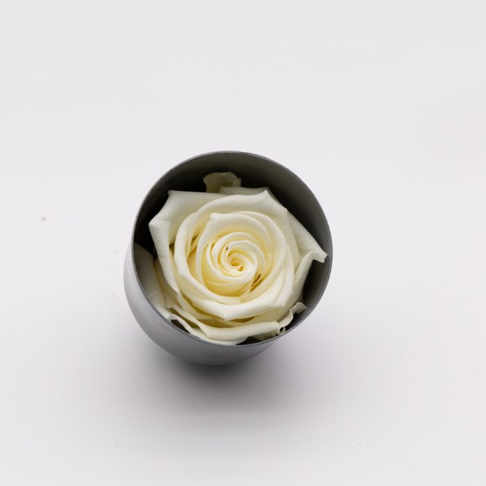 #rose éternelle# bouton crème – Image 2
