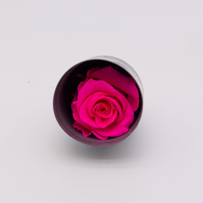 #rose éternelle# bouton fuchsia – Image 2