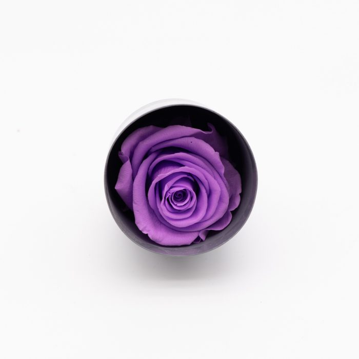 #rose éternelle# bouton glycine – Image 2