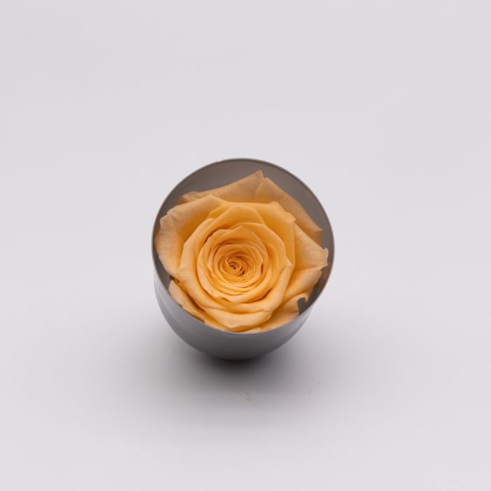 #rose éternelle# bouton pèche – Image 2